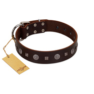 "Pure Sensation" Exclusive FDT Artisan Brown Leather English Bull Terrier Collar with Fancy Brooches and Studs