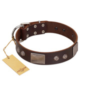 "Stone Stars" Stylish Handmade FDT Artisan Brown Leather English Bull Terrier Collar