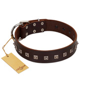 "Kingly Grace" FDT Artisan Brown Leather English Bull Terrier Collar with Silver-like Dotted Studs