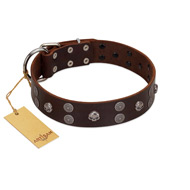 "Skull Valley" Handcrafted FDT Artisan Brown Leather English Bull Terrier Collar with Skulls