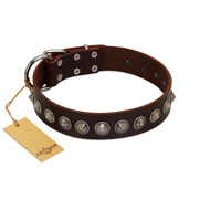 "Gothic Style" FDT Artisan Fancy Brown Leather English Bull Terrier Collar with Silver-Like Decorations