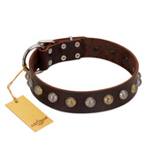 "Gape Buster" FDT Artisan Brown Leather English Bull Terrier Collar with One Row of Studs