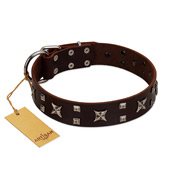 "Bigwig Woof" FDT Artisan Brown Leather English Bull Terrier Collar with Chrome Plated Stars and Square Studs