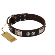 "Baller Status" FDT Artisan Brown Leather English Bull Terrier Collar Adorned with a Set of Chrome Plated Studs and Plates