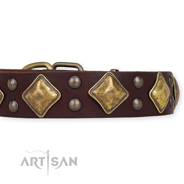 Natural leather dog collar with impressive corrosion proof studs