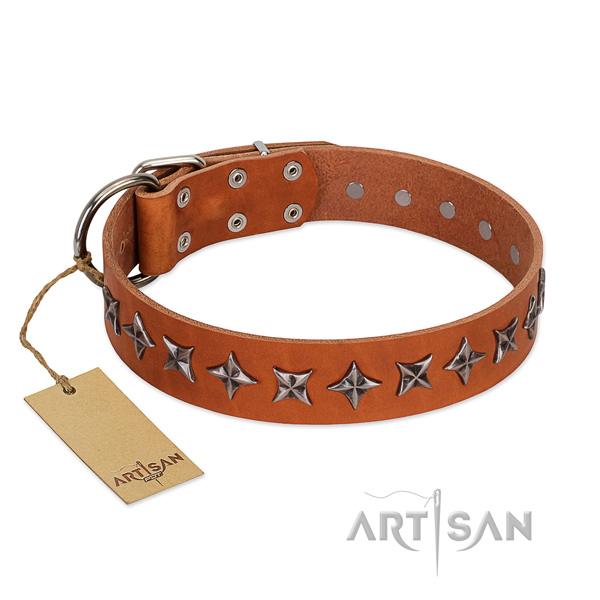 Fancy walking dog collar of finest quality full grain natural leather with decorations