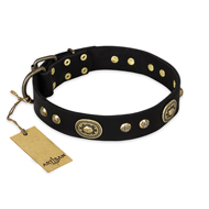 "High Fashion" FDT Artisan Studded with Plates Black Leather English Bull Terrier Collar