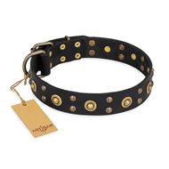 "Cosmic Glow" FDT Artisan Black Leather English Bull Terrier Collar with Brass-Plated Studs