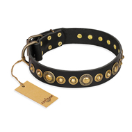 "Gold Mine" FDT Artisan Black Leather English Bull Terrier Collar with Amazing Bronze-Plated Round Studs
