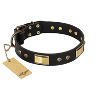 "Black Sun" FDT Artisan Leather English Bull Terrier Collar with Brass Plated Decorations
