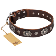 "Extra Pizzazz" FDT Artisan Adorned Brown Leather English Bull Terrier Collar