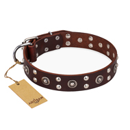 "Pirate Treasure" FDT Artisan Exciting Brown Leather English Bull Terrier Collar with Studs