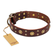 "Caprice of Fashion" FDT Artisan Brown Leather English Bull Terrier Collar with Round Decorations