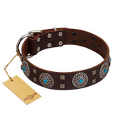 "Hypnotic Stones" FDT Artisan Brown Leather English Bull Terrier Collar with Chrome Plated Brooches and Square Studs