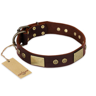 "Shining Armour" FDT Artisan Brown Leather English Bull Terrier Collar with Decorations