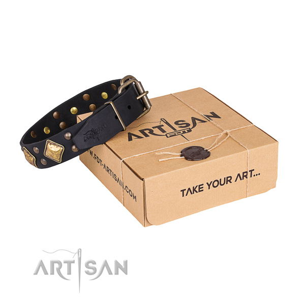 Daily walking dog collar with Stunning rust resistant adornments