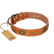 "Dandy Pet" FDT Artisan Handcrafted Tan Leather English Bull Terrier Collar