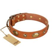 "Visual Magic" FDT Artisan Tan Leather English Bull Terrier Collar for Daily Activities