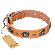 "Twinkle Twinkle" FDT Artisan Incredible Studded Tan Leather English Bull Terrier Collar