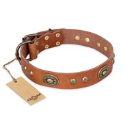 "Stunning Dress" FDT Artisan Tan Leather English Bull Terrier Collar with Old Bronze Look Plates and Studs