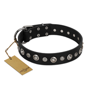 "Genteel Charm" FDT Artisan Black Leather English Bull Terrier Collar with Silver-like Round Conchos