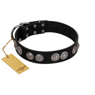 "Magic Amulete" Handcrafted FDT Artisan Black Leather English Bull Terrier Collar with Chrome-Plated Shields
