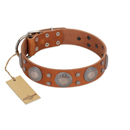 "Far Star" FDT Artisan Tan Leather English Bull Terrier Collar with Engraved Studs