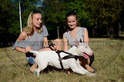 Leather Bull Terrier Harness Padded with Felt for Comfortable Pulling