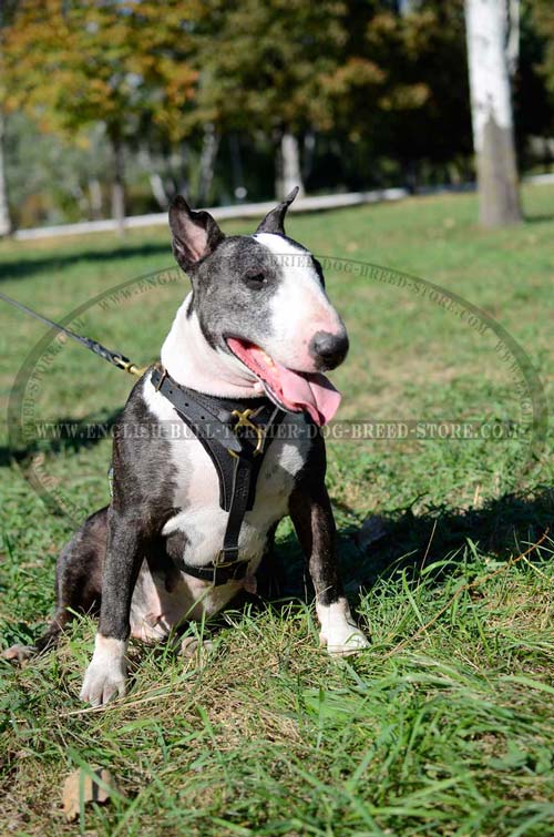 Soft Felt Padded Leather Bull Terrier Harness for Training and Walking