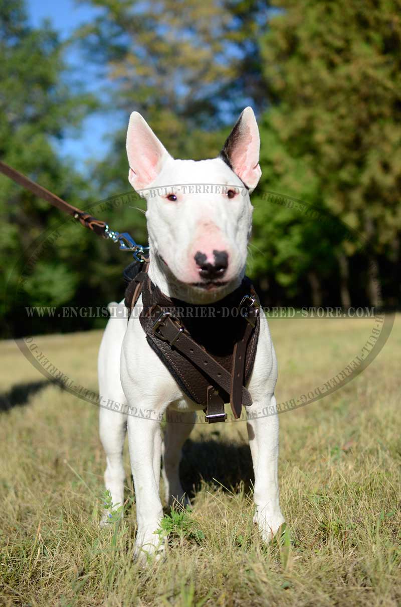 best harness for bull terrier