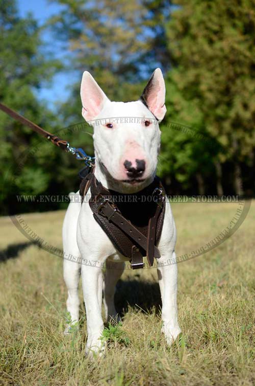 Padded Leather Bull Terrier Harness for Training Sessions