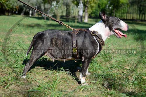 Studded Leather Bull Terrier Harness with Wide D-Ring for Leash Attachment
