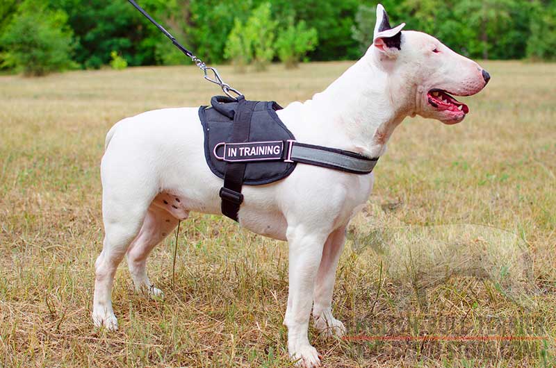 best harness for bull terrier