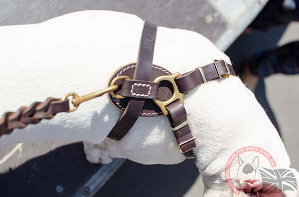 Royal English Bullterrier harness with brass hardware