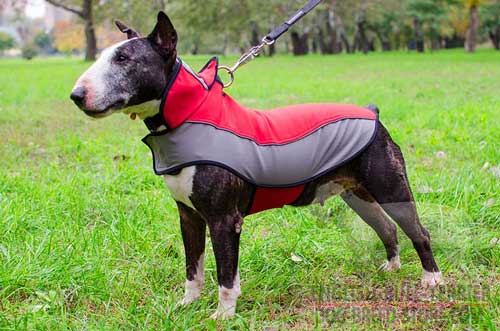 All Weather Nylon English Bull Terrier Coat with D-Ring for Lead Attachment