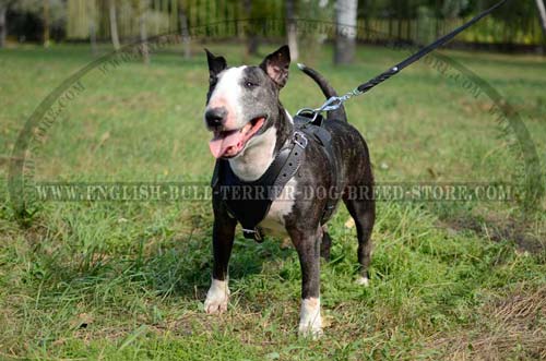 Functional Leather English Bull Terrier Harness with D-Ring for Leash Attachment