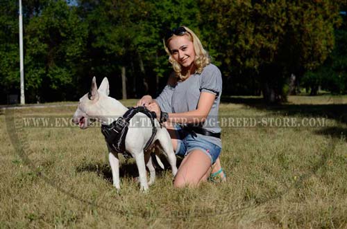 Stylish Leather English Bull Terrier Harness Hand Painted with Barbed Wire