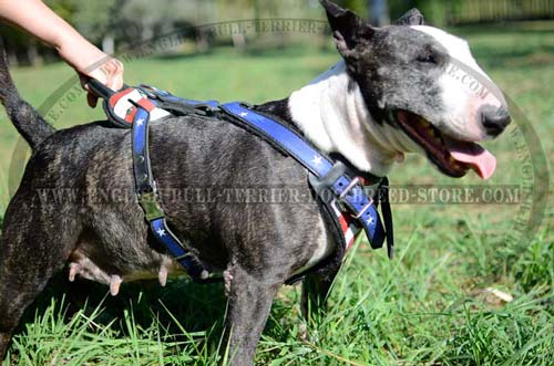 Skillfully Painted Leather English Bull Terrier Harness Fitted with Handle