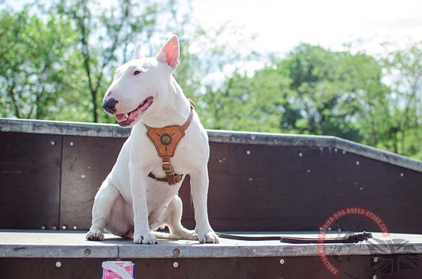 English Bullterrier tan leather harness easy-to-adjust with traditional buckle for safe walking