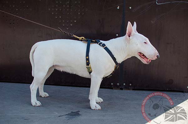 English Bullterrier black leather harness padded decorated for daily walks