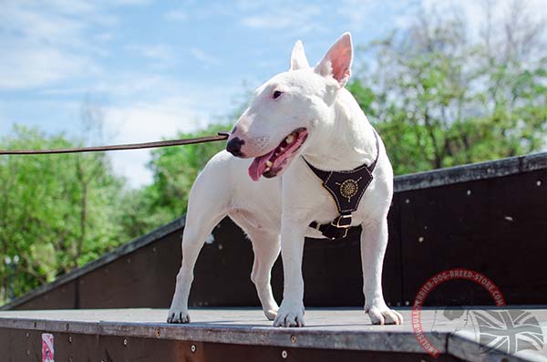 English Bullterrier black leather harness of high quality studded for any activity