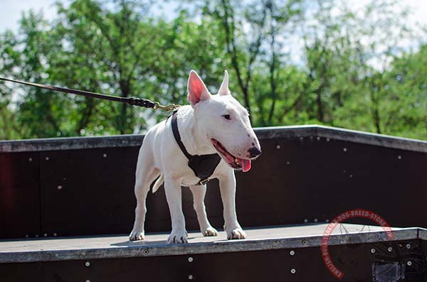 English Bullterrier black leather harness for snug fit with quick release buckle for better comfort