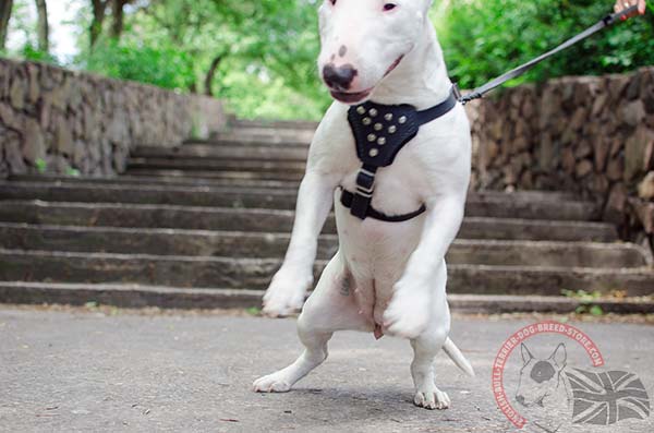 English Bullterrier black leather harness with rust-resistant nickel plated hardware for quality control