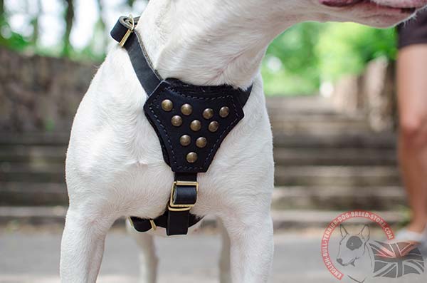 Half-balls decorated English Bullterrier puppy harness