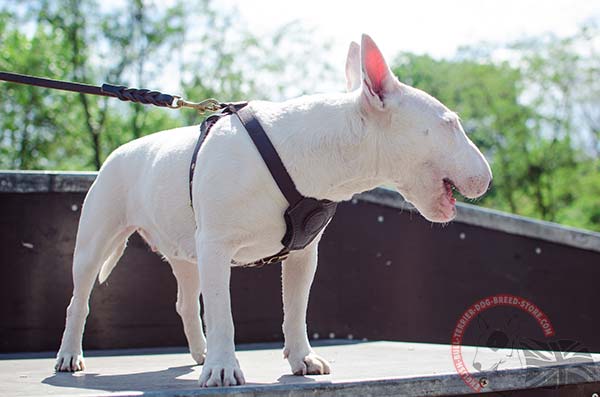 Genuine leather straps on English Bullterrier harness