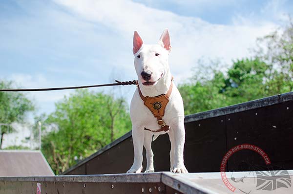 Nappa padded English Bullterrier puppy harness 