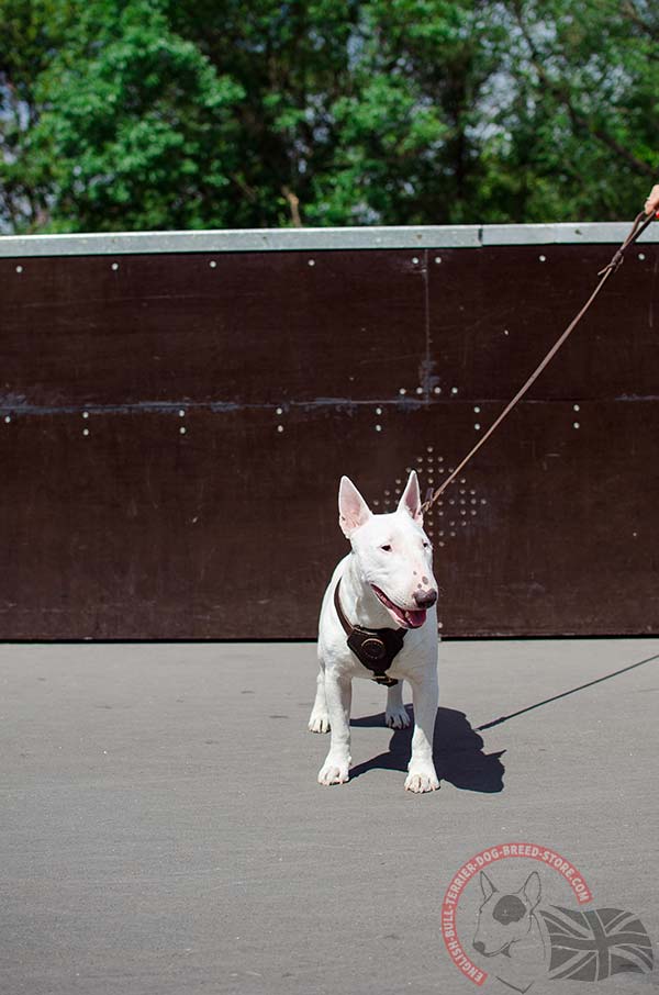 Perfect fit English Bullterrier puppy harness