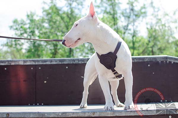Natural leather English Bullterrier puppy harness