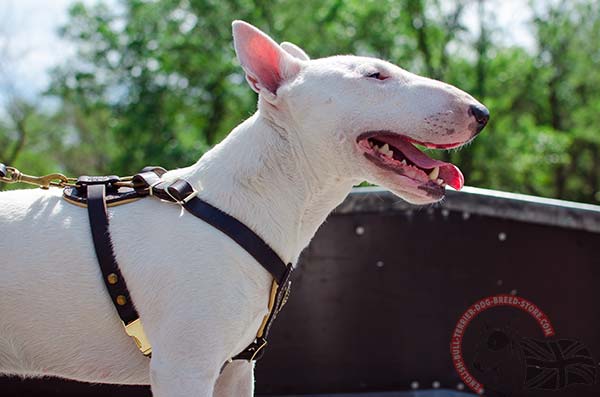Leather English Bullterrier puppy harness with white stitching