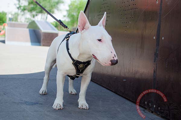 Padded English Bullterrier harness for walking